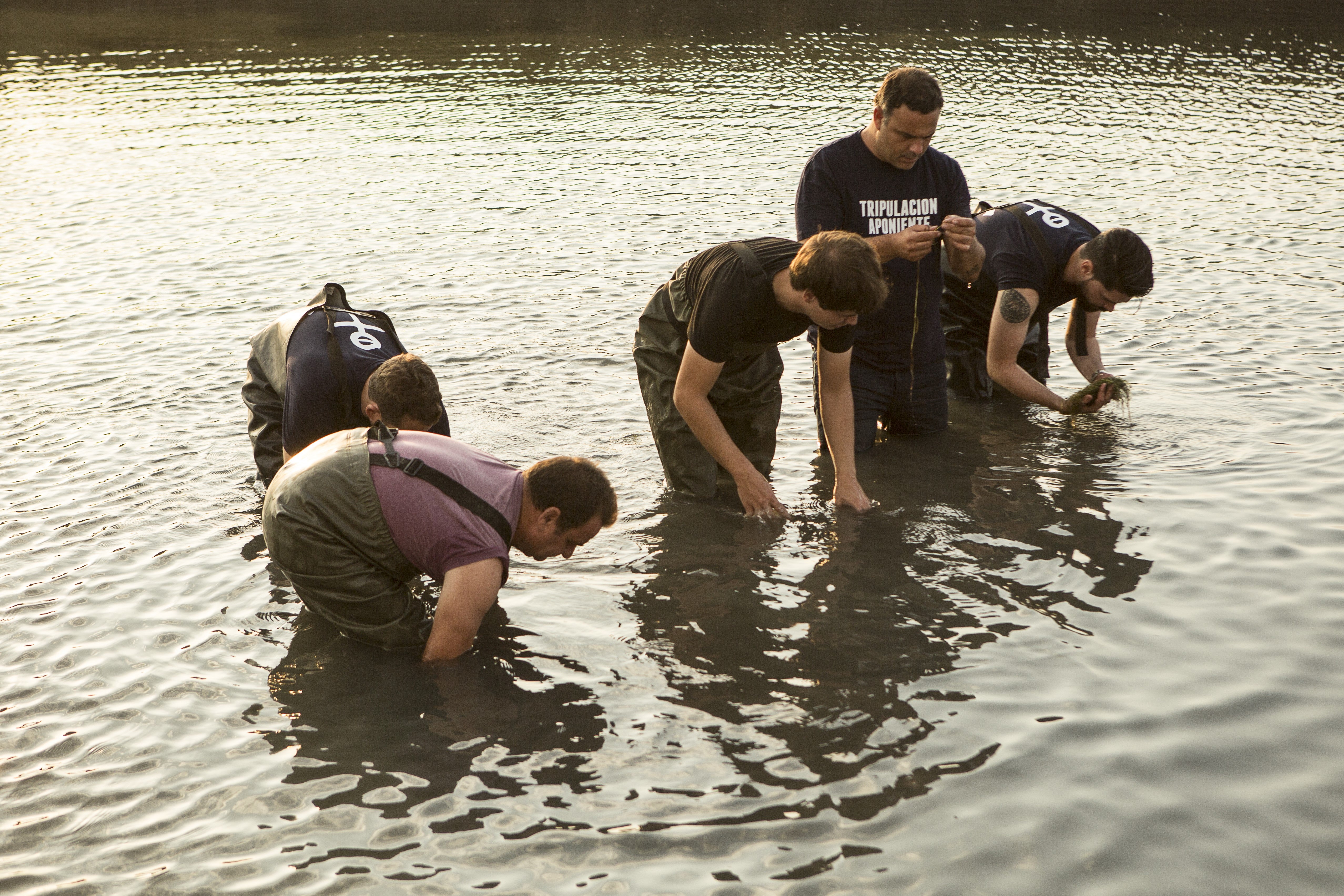 arroz marino aponiente