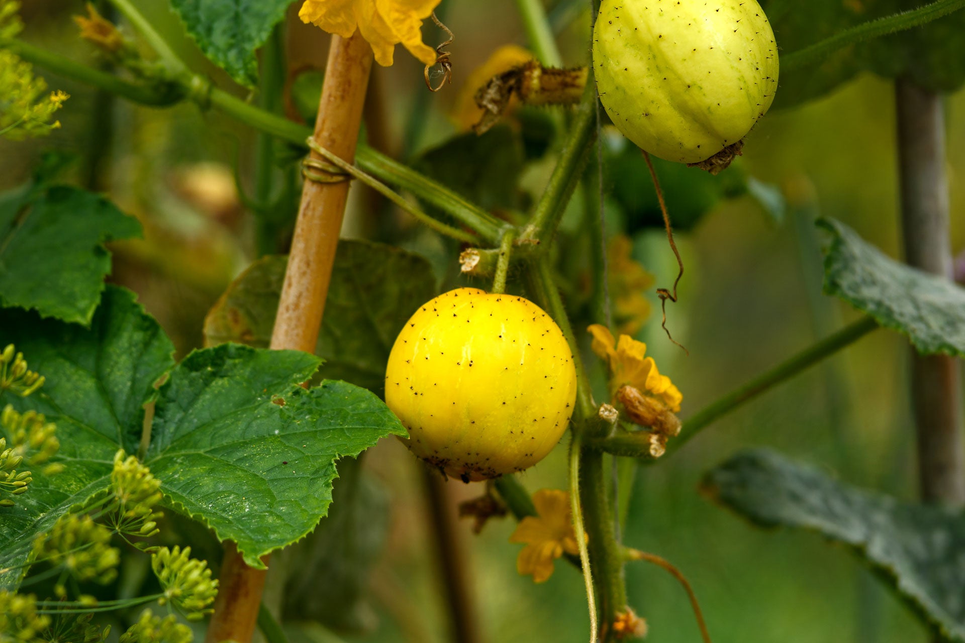 Pepinos limón