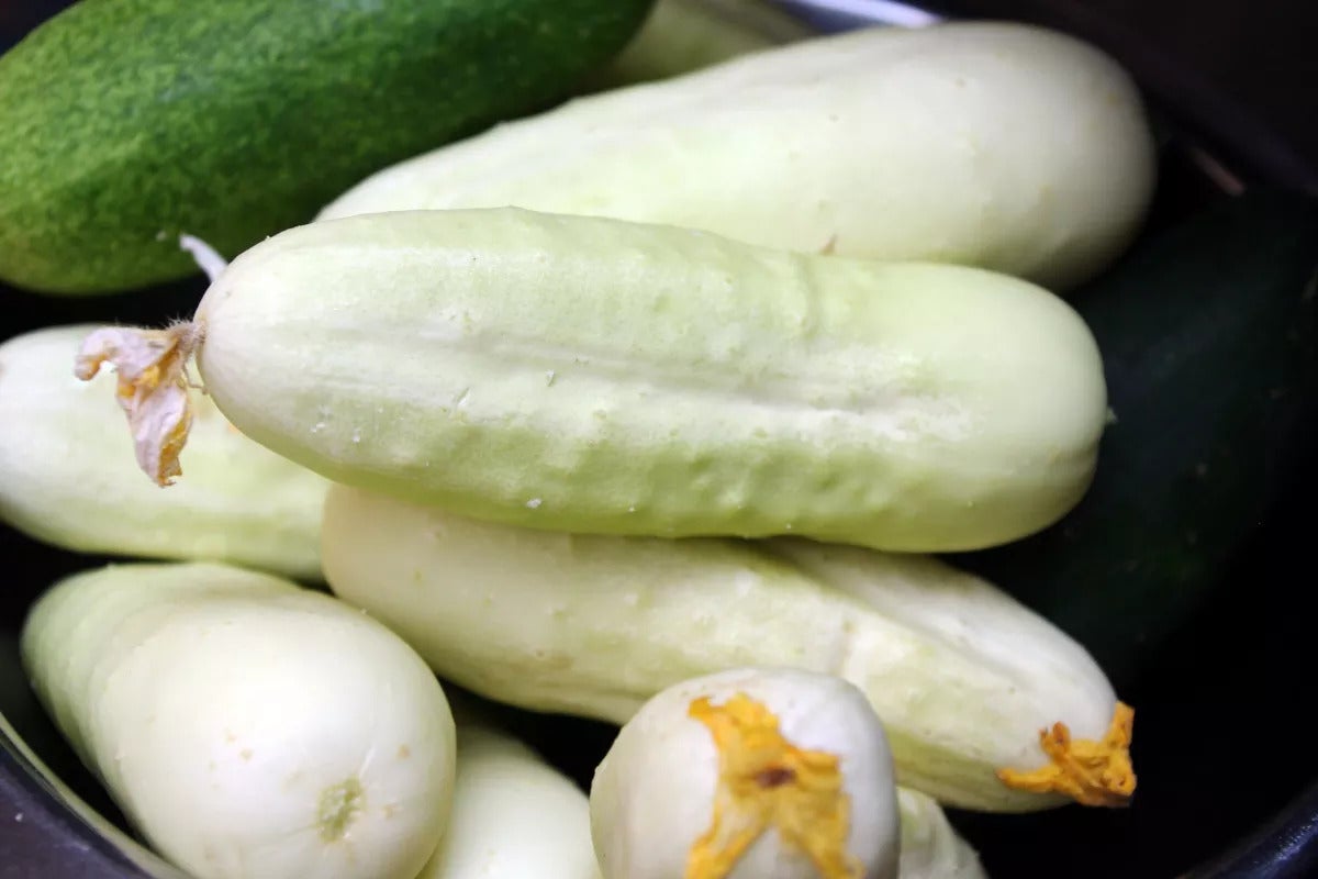 Pepinos blancos