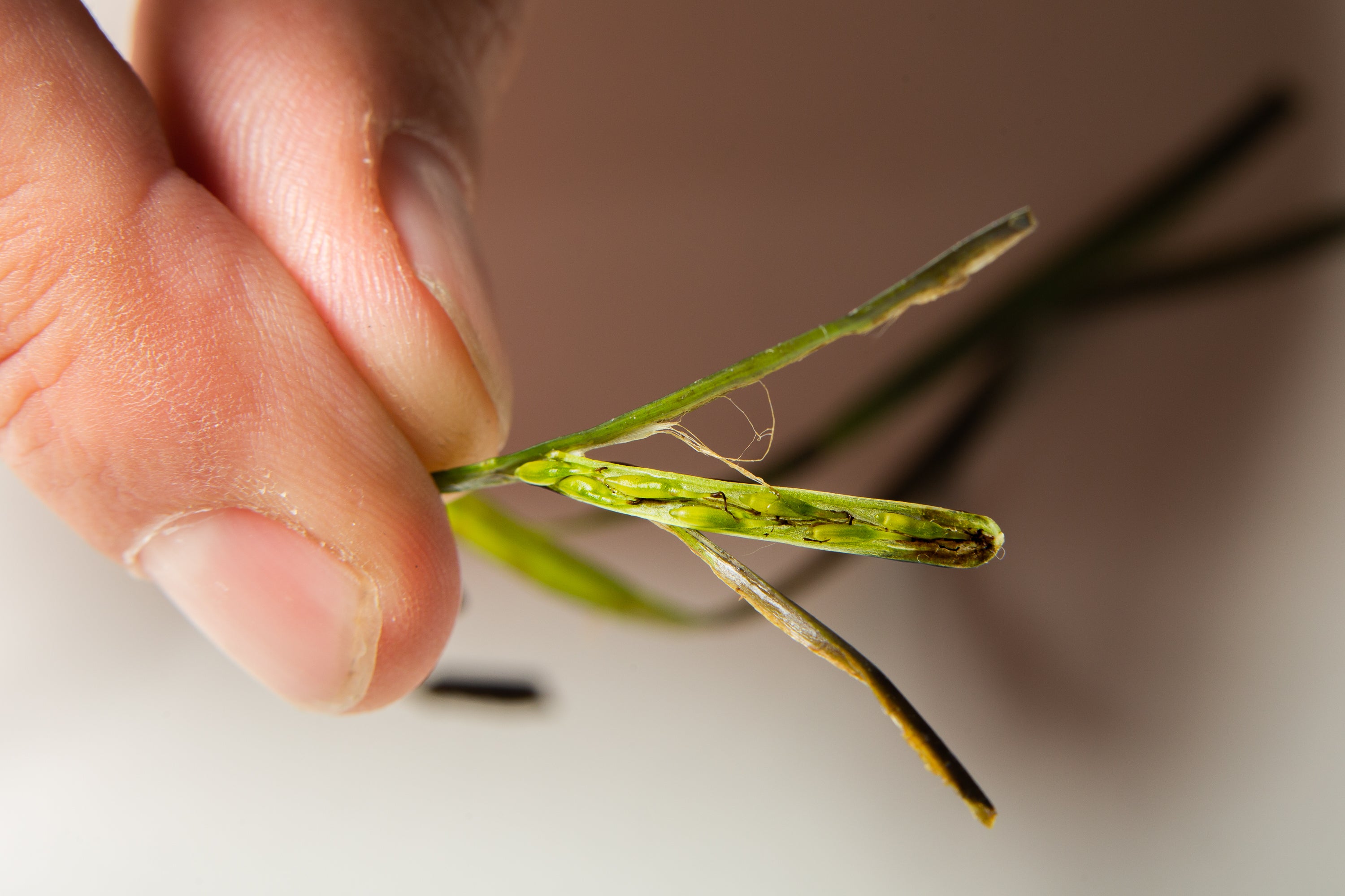 arroz marino aponiente