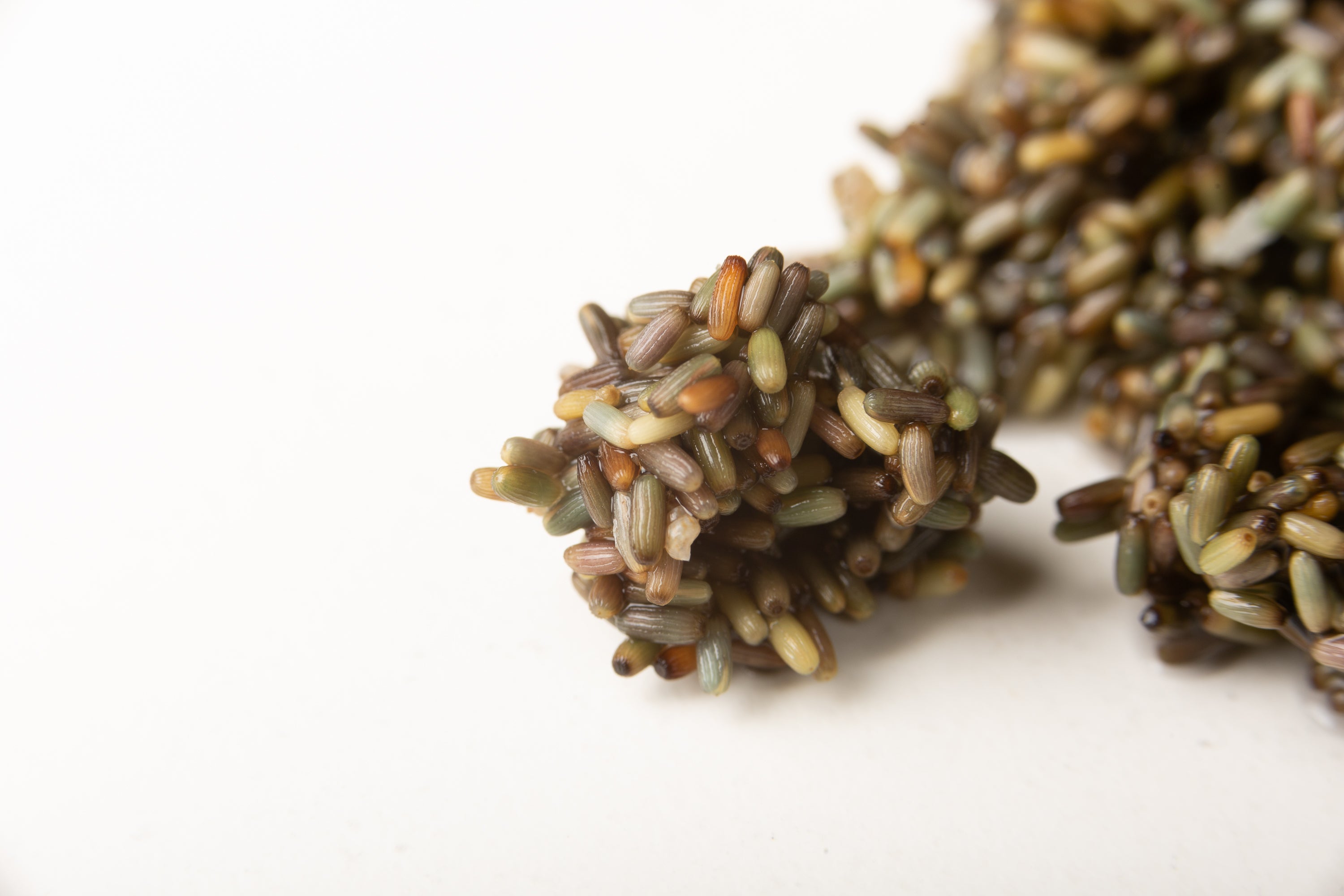 arroz marino aponiente