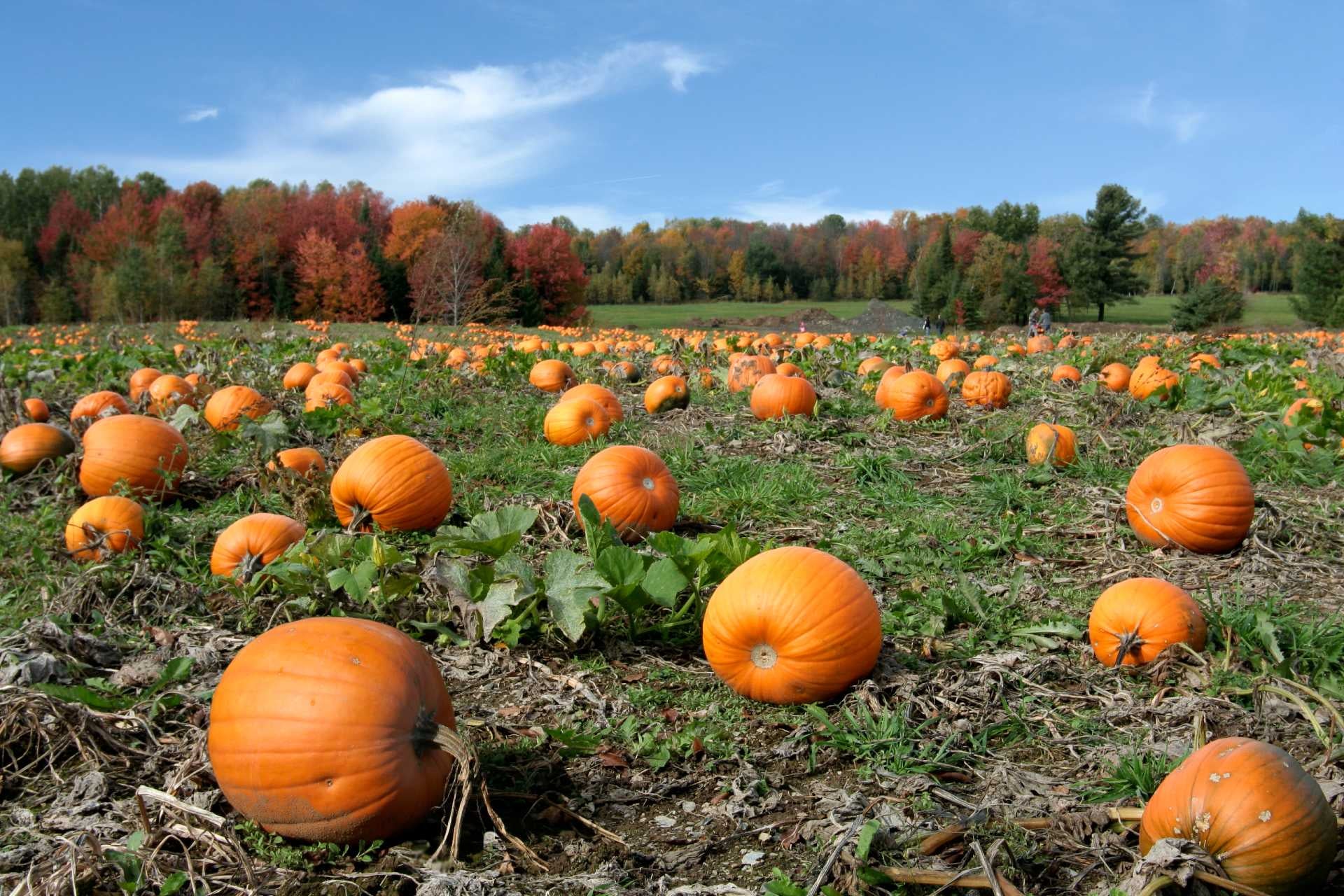 calabaza-origen
