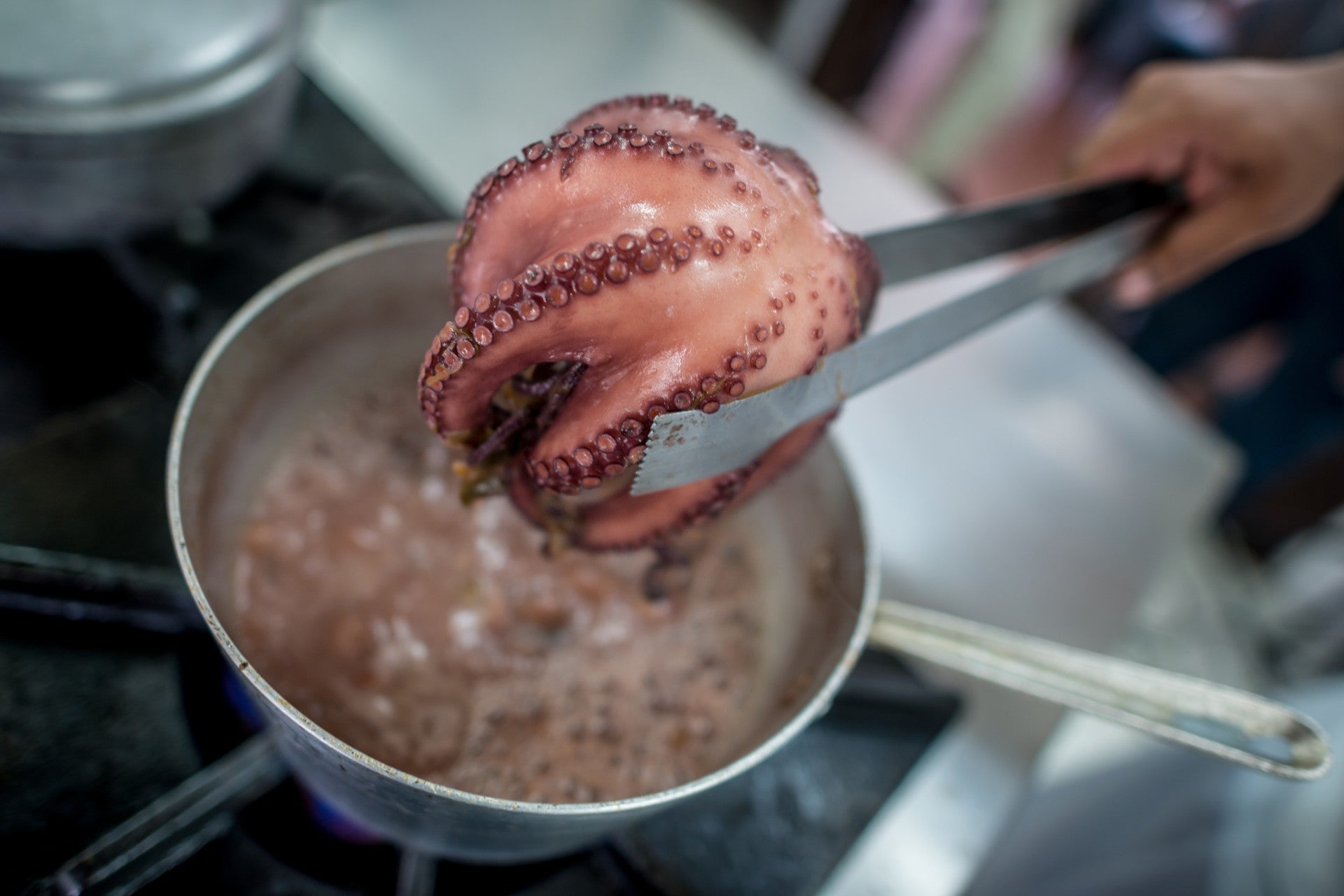 cocción-pulpo-congelado