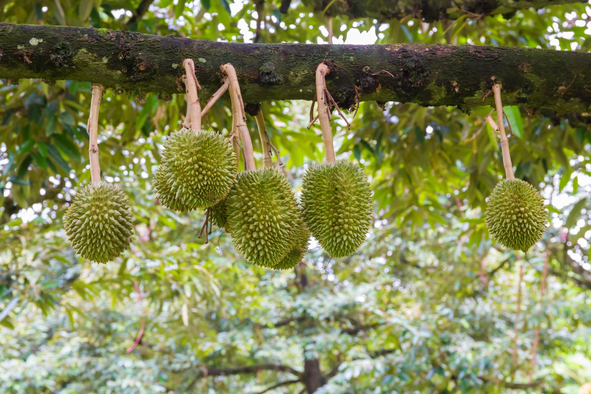 durian-que-es