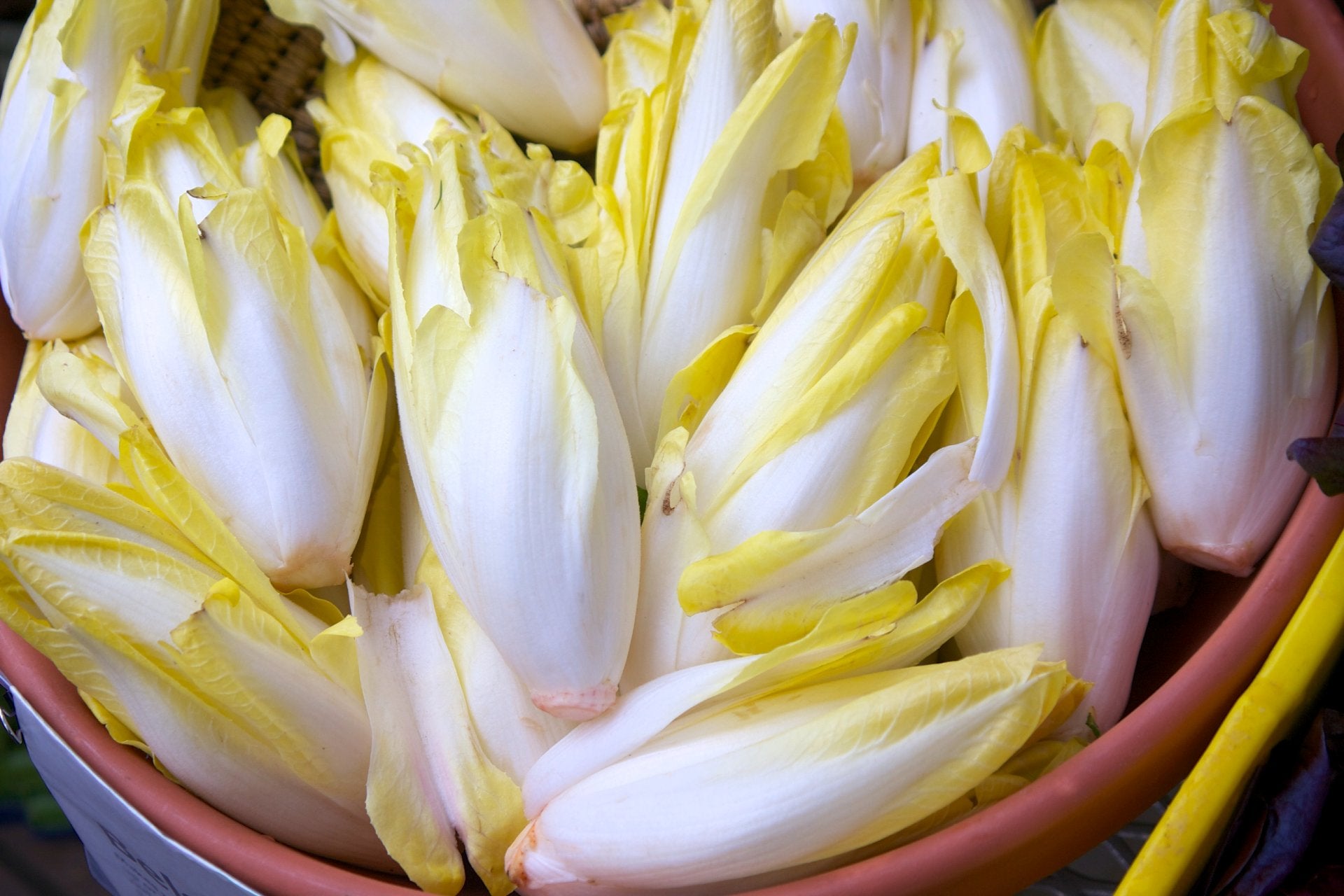 frutas-verduras-octubre-endivia