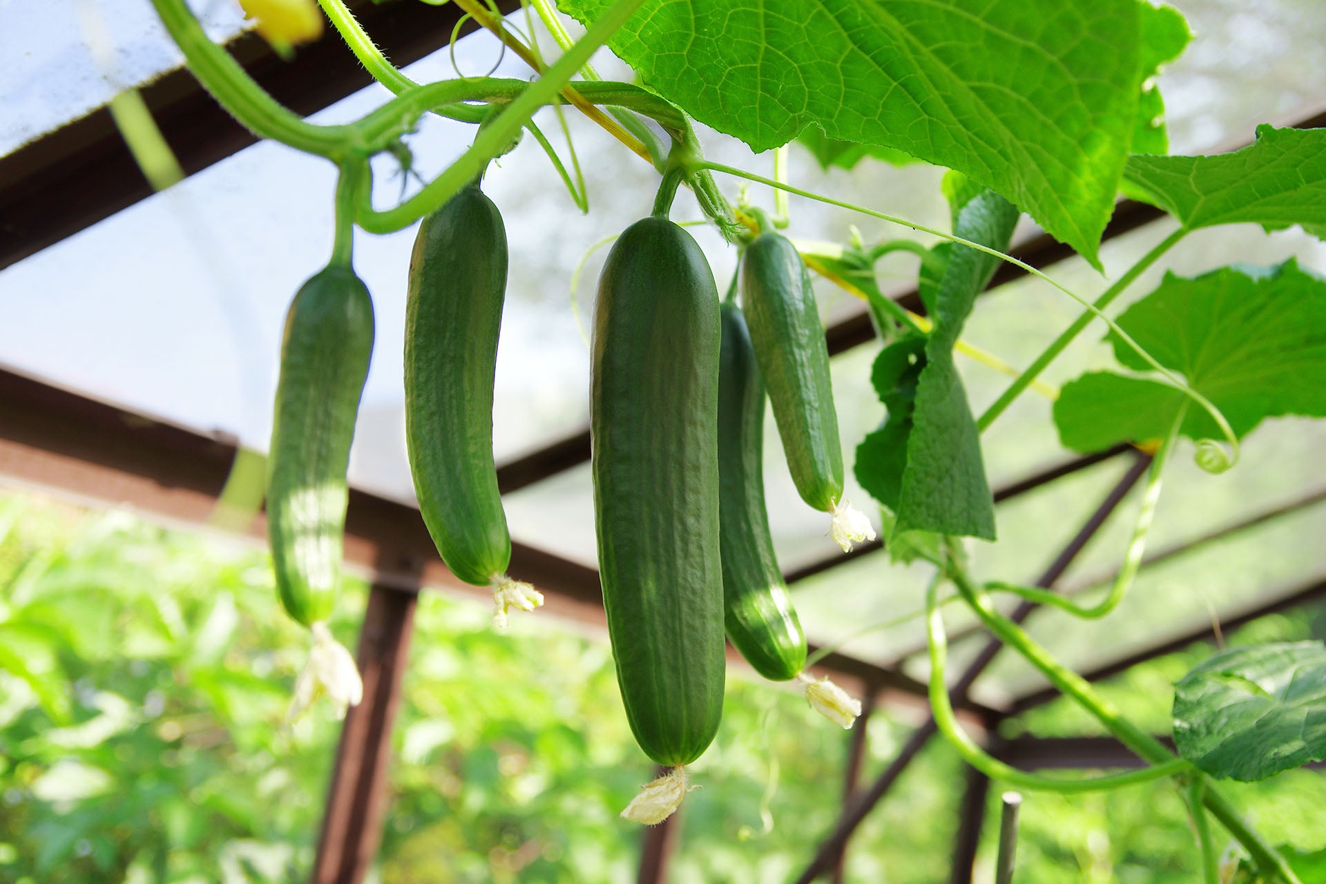 Pepinos de jardín