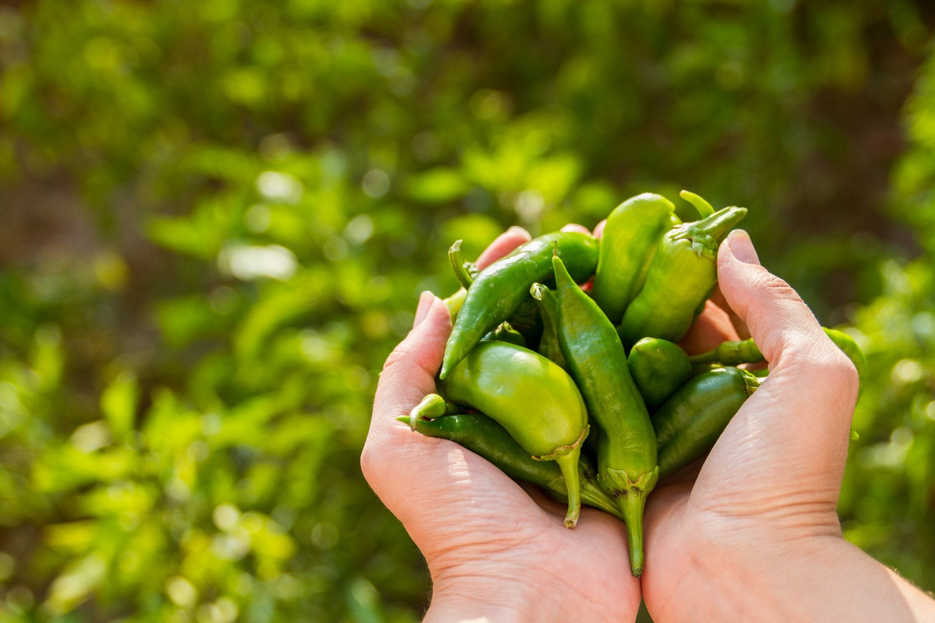 jalapeño-beneficios