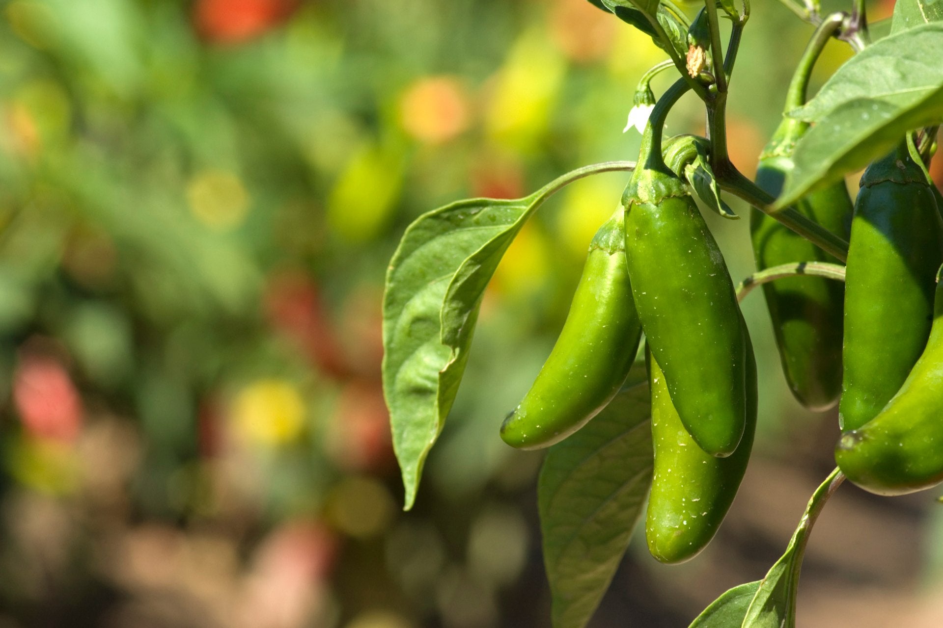 jalapeño-que-es