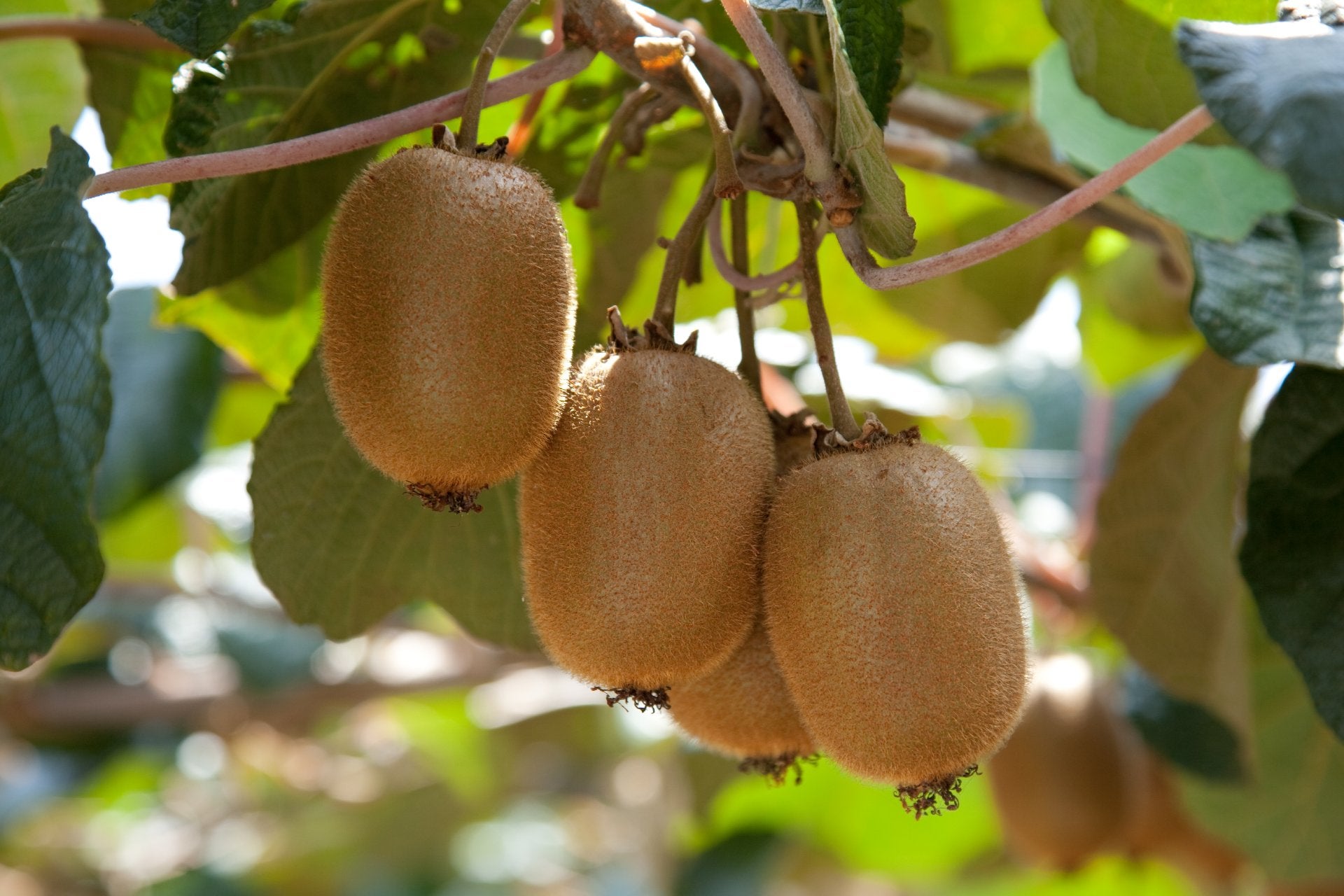 kiwi-que-es