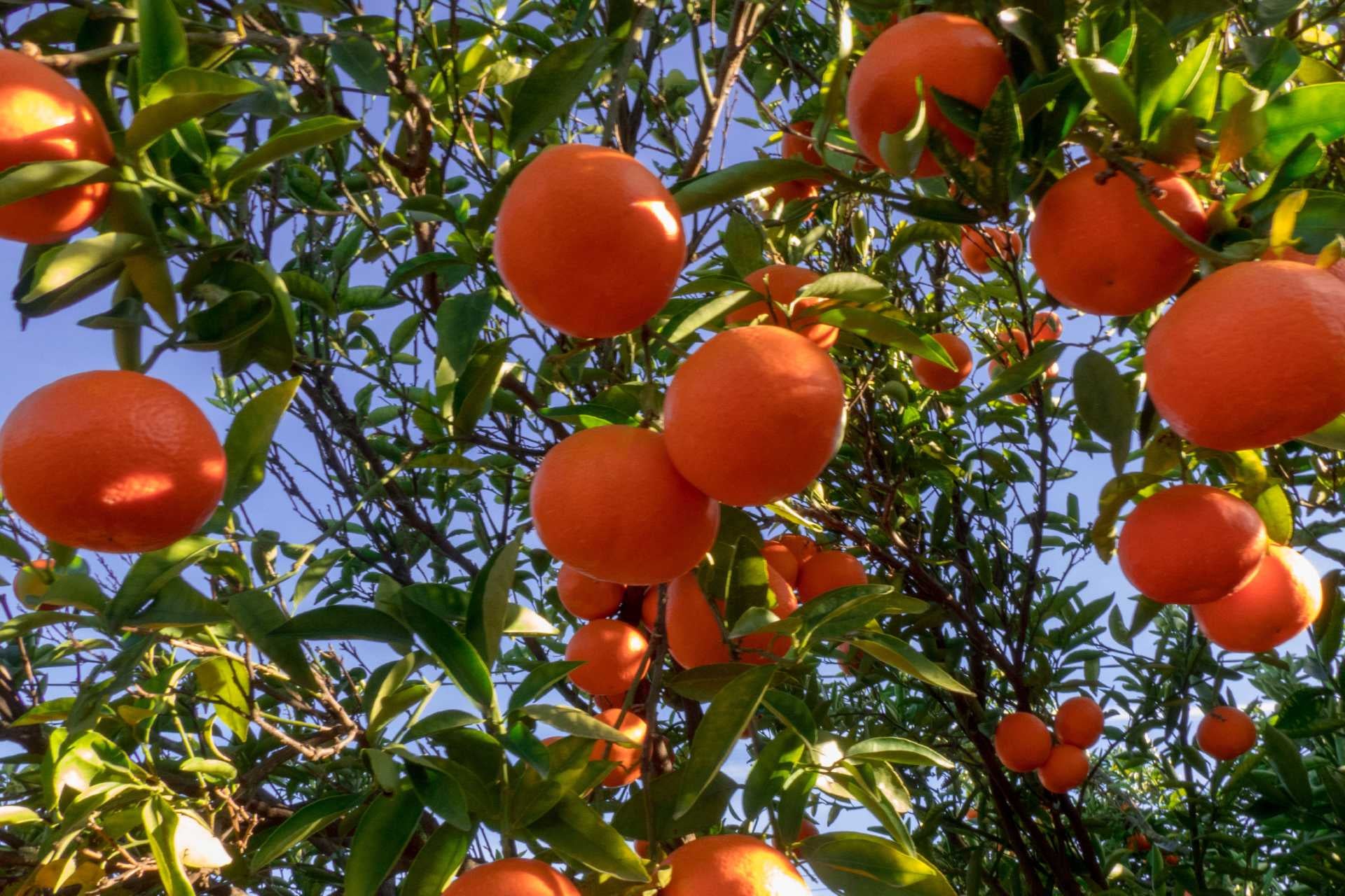 mandarinas-origen