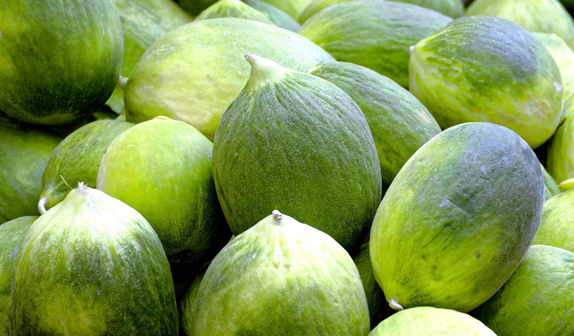 Melón barattiere