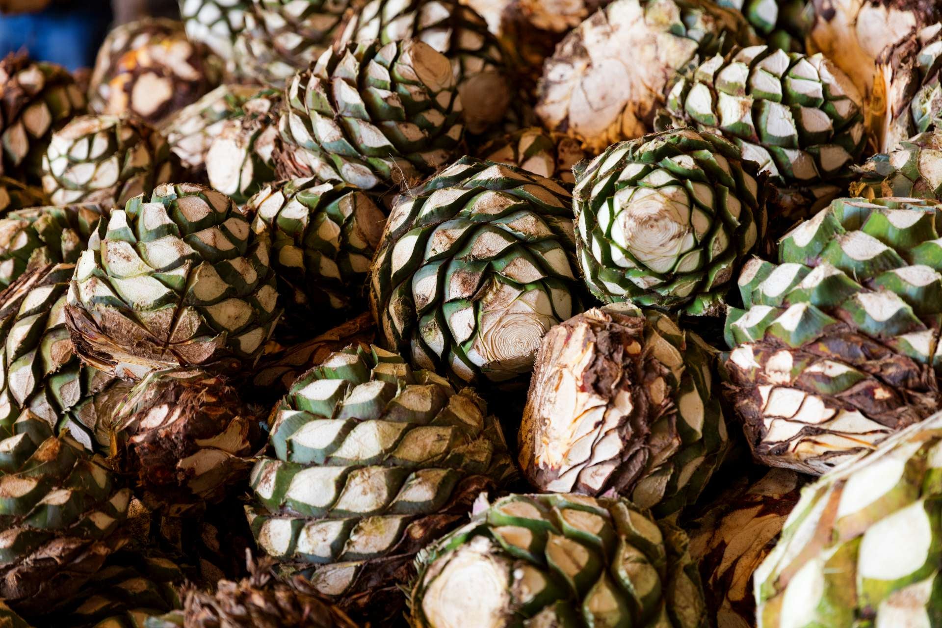 mezcal-tipo-agave