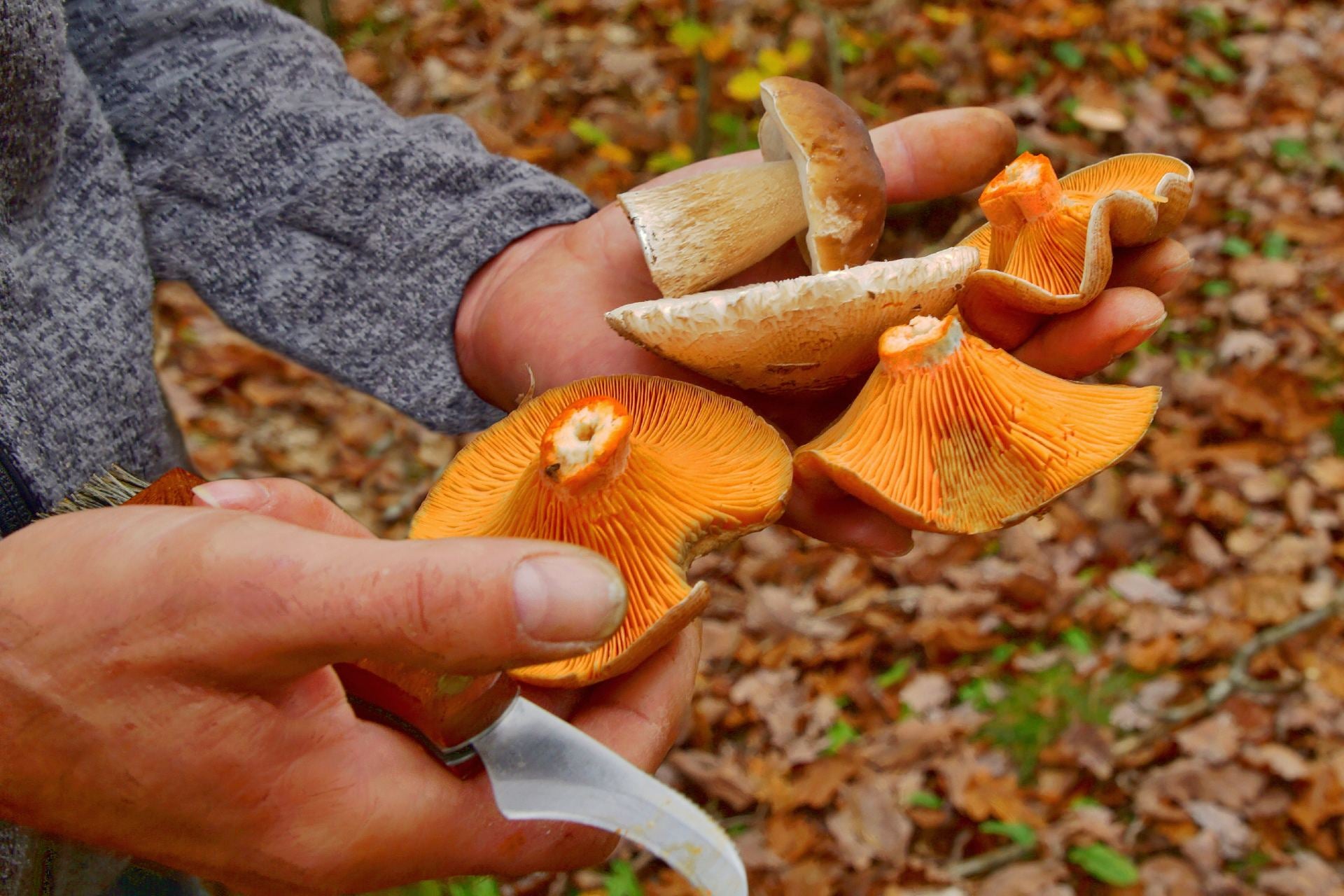 níscalos-como-limpiar