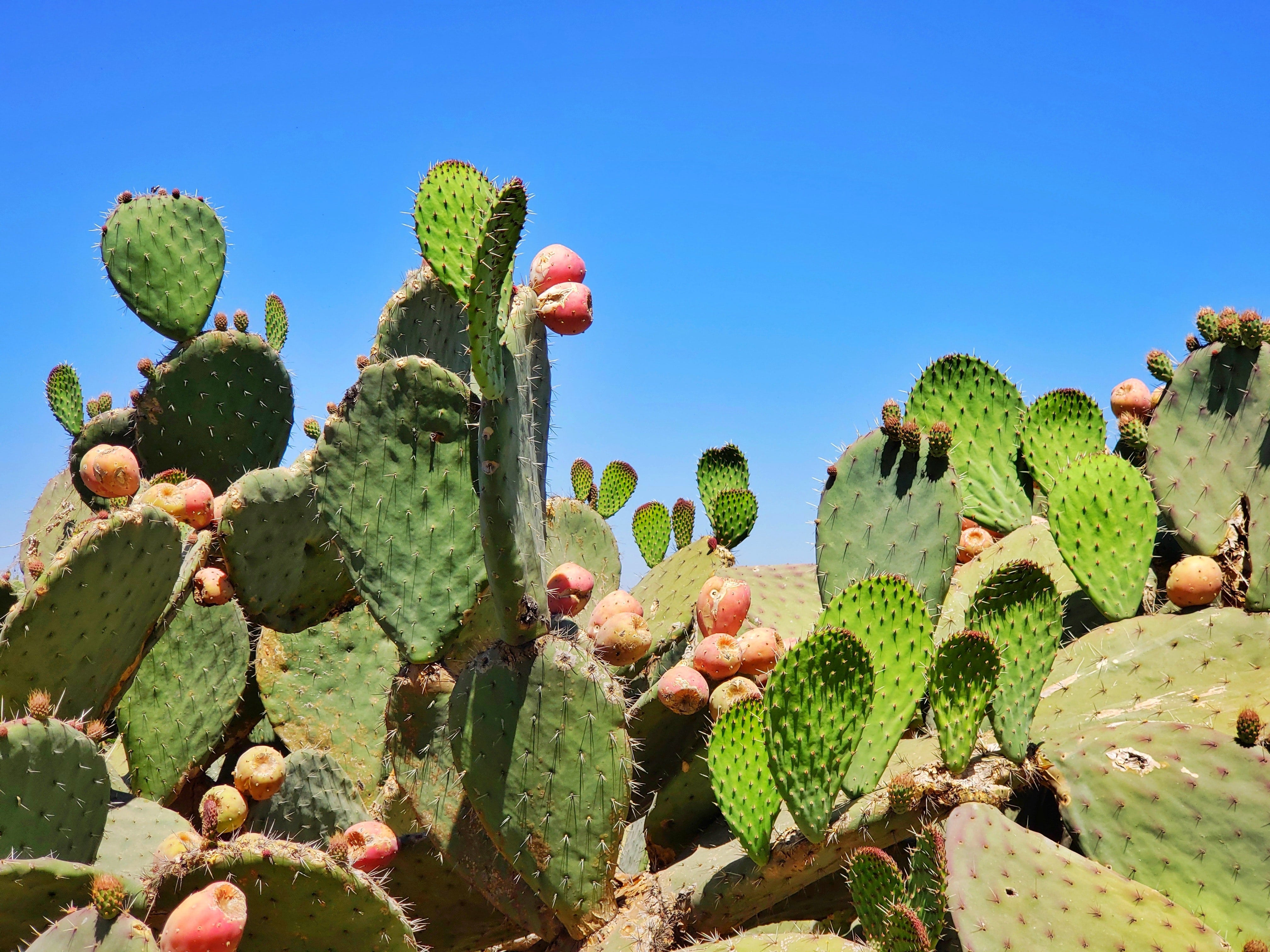 Nopal