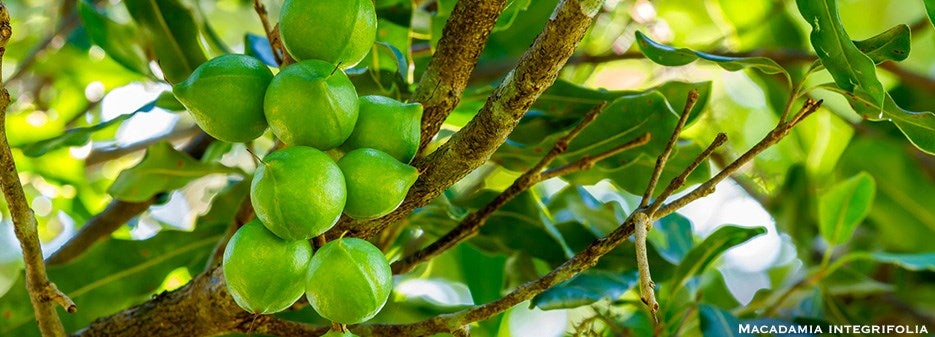 Macadamia integrifolia