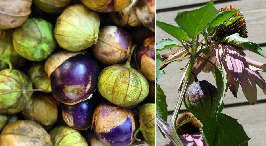 Tomatillo violeta