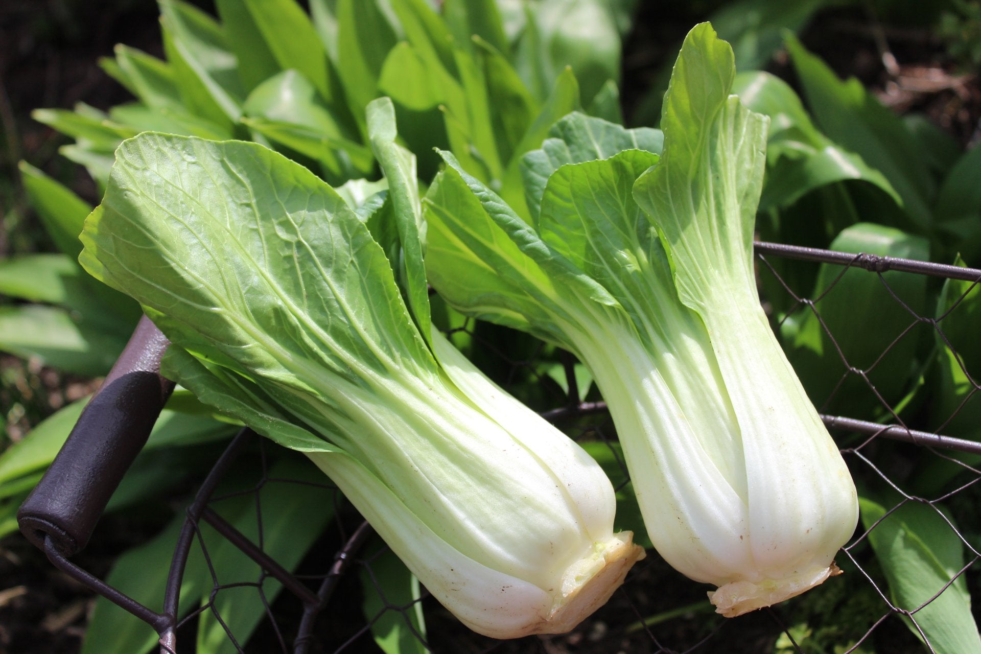 pak-choy-propiedades