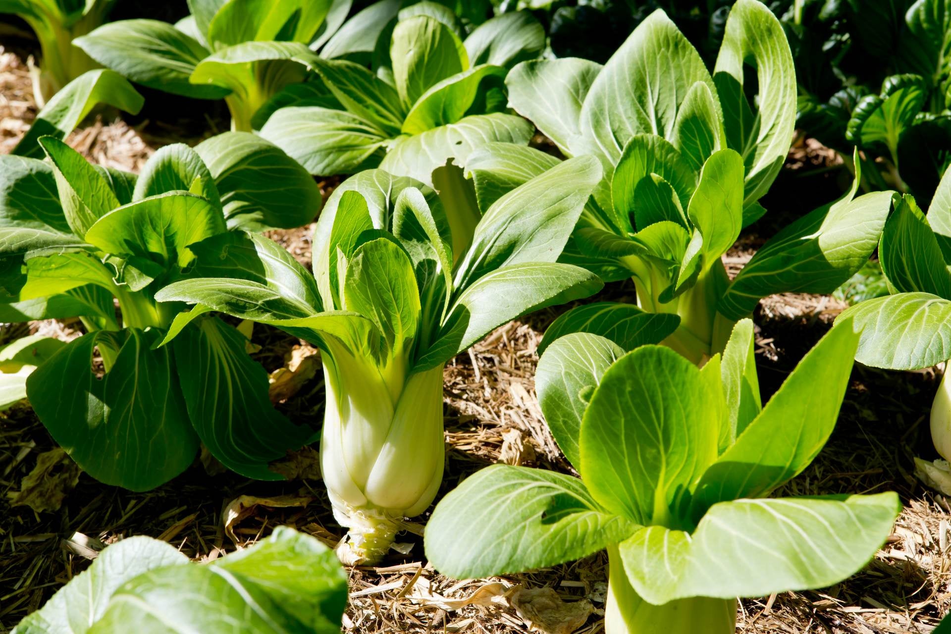 pak-choy-que-es