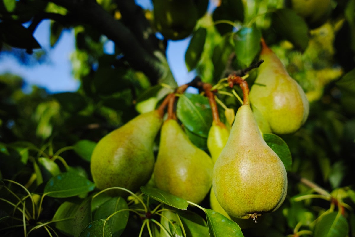 Pera mantecosa francesa