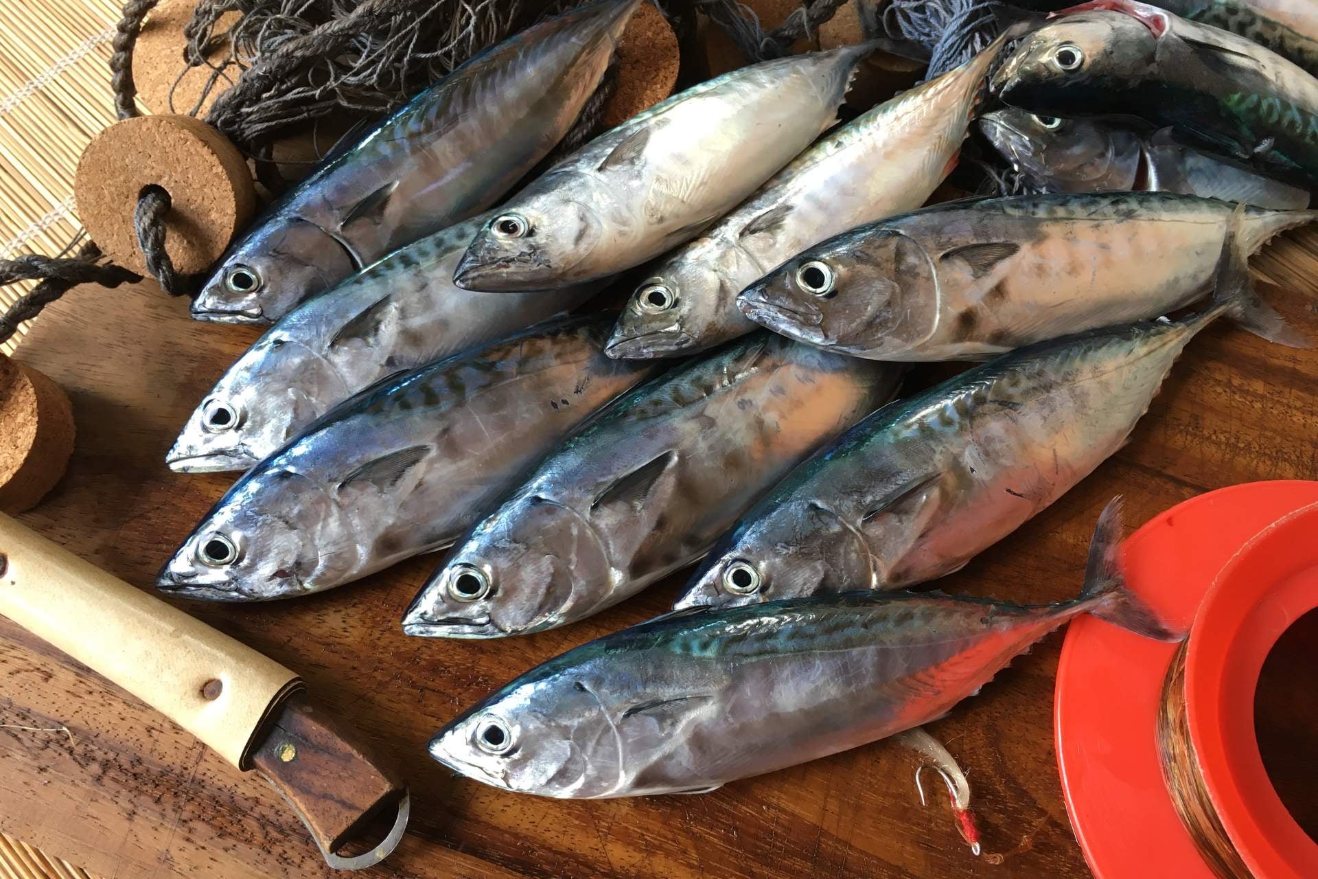 pescados-azules-que-es