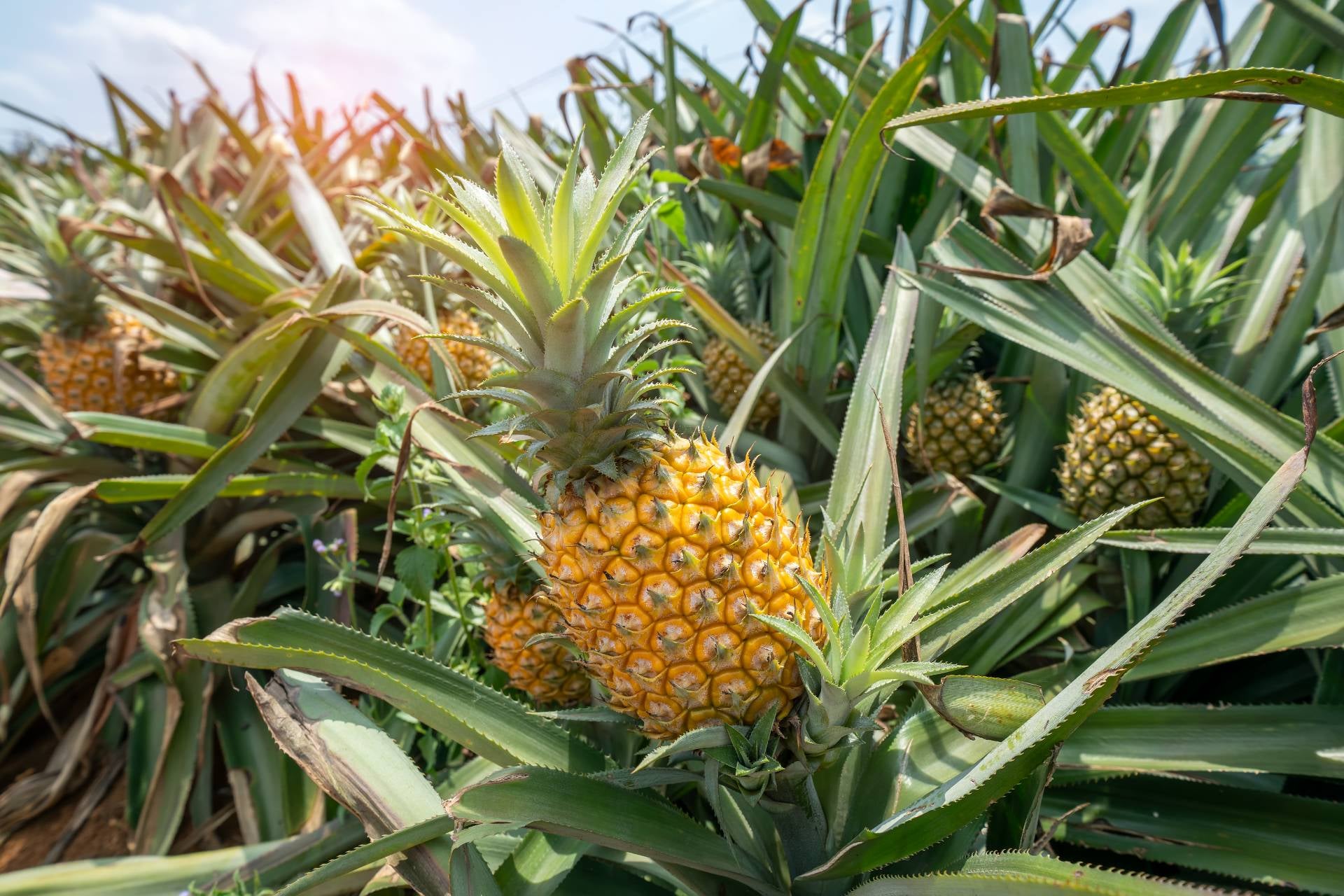 piña-origen