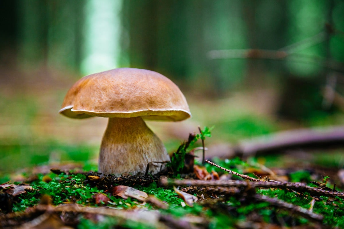 Boletus edulis