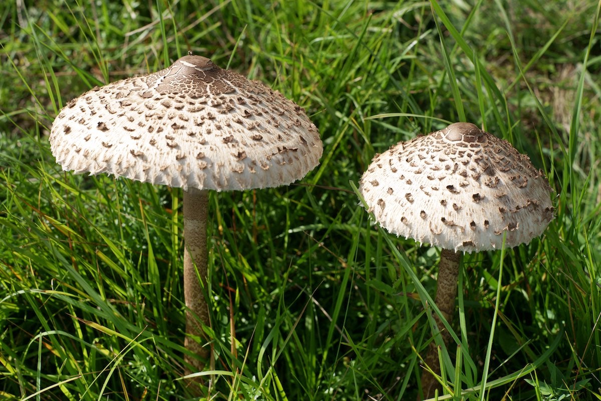 Parasol