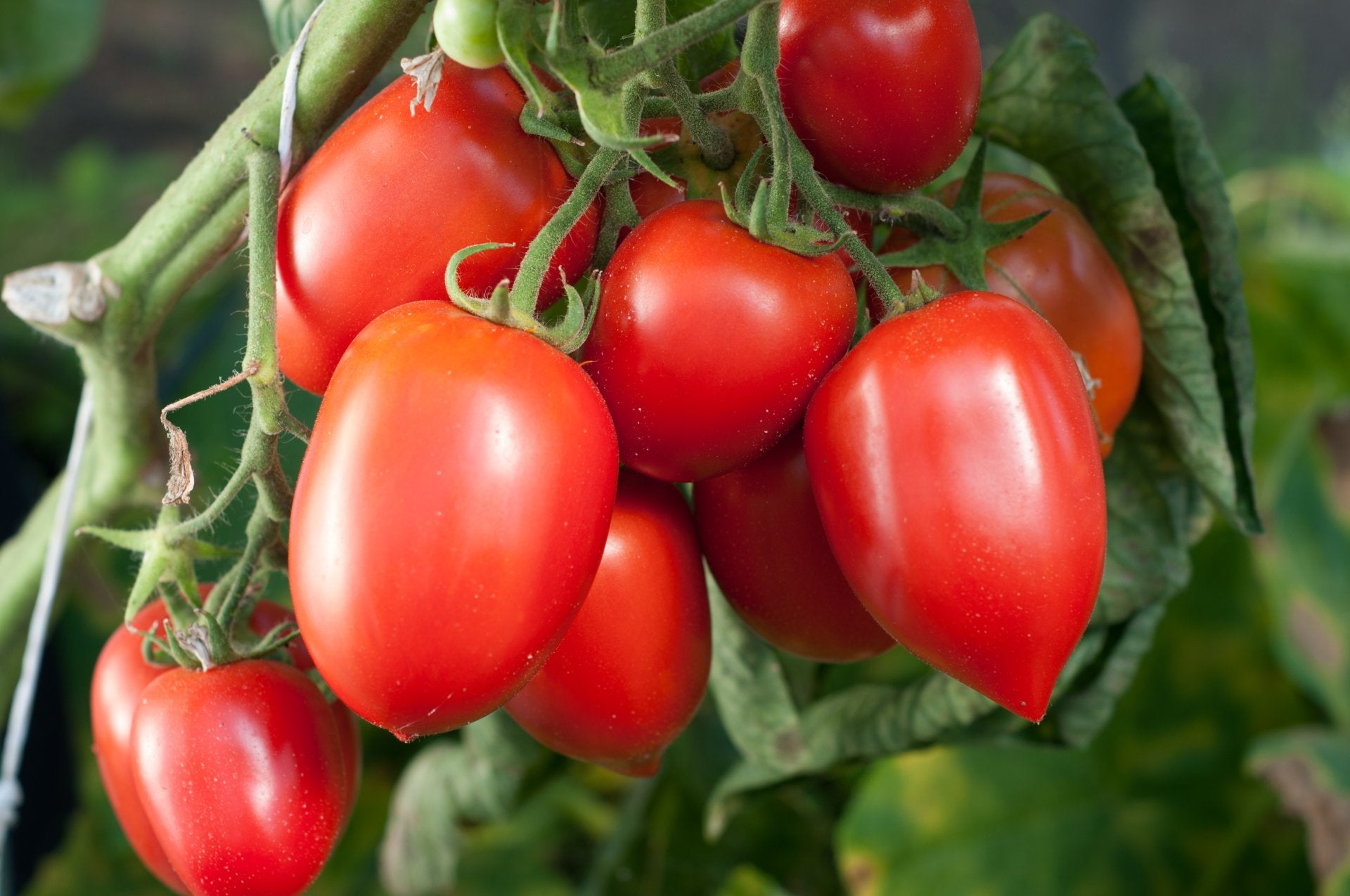 tomate-fruta-verdura-hortaliza-cual-es-diferencia