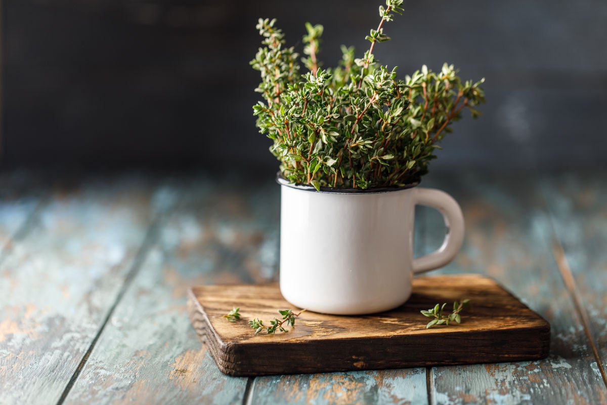 Propiedades del tomillo int - Fine Dining Lovers