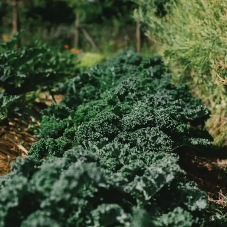 el huerto de vik zero