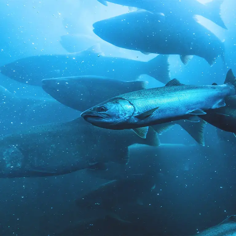 Cuántos tipos de salmón hay