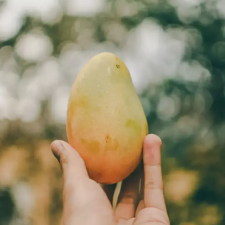 Homenaje de los chefs a los mangos: descubre cómo cocinan con mangos los chefs