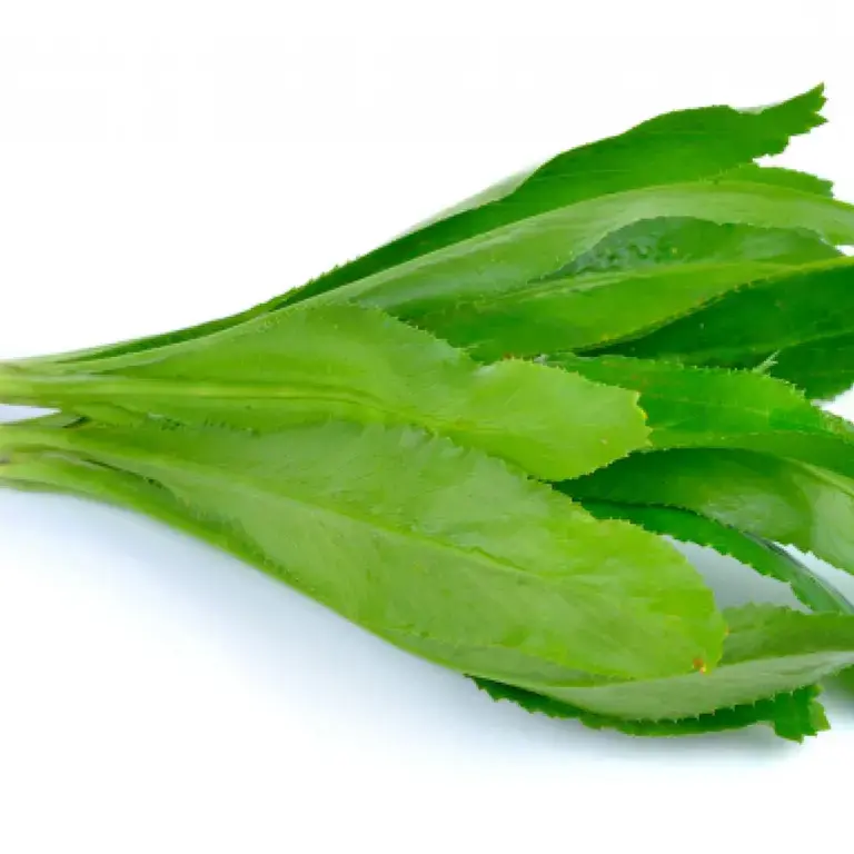 Culantro hierba