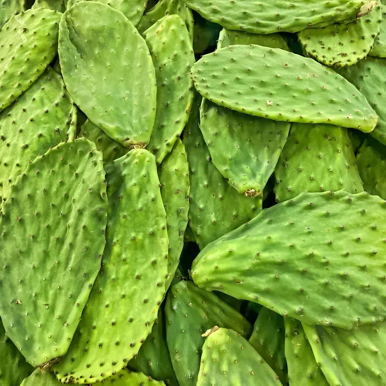 Nopal - Finedininglovers