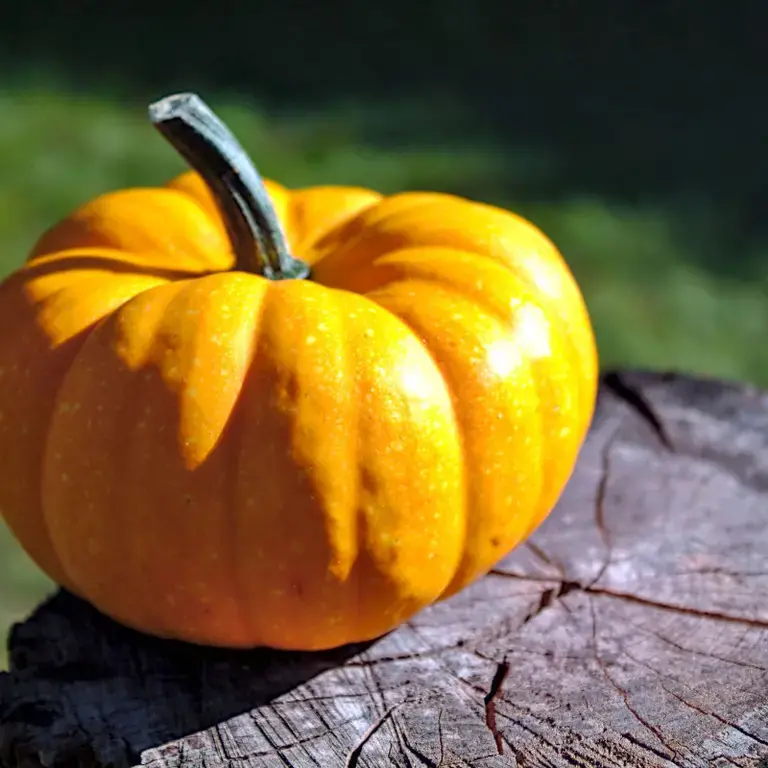 Calabaza de Castilla - Fine Dining Lovers