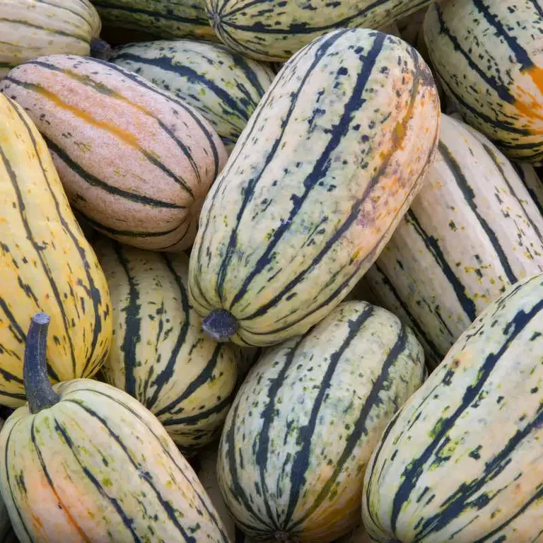 Calabaza delicata - Fine Dining Lovers