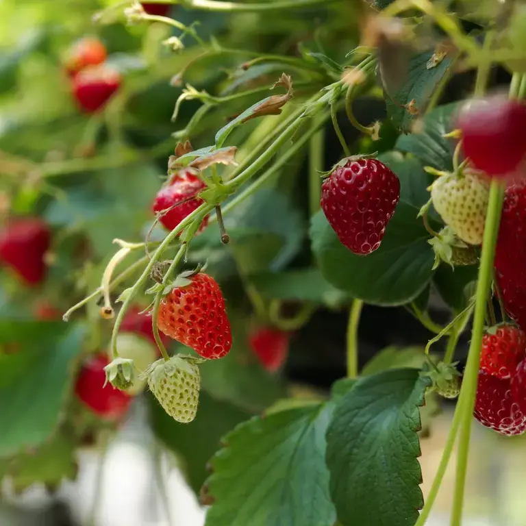 fresas-origen