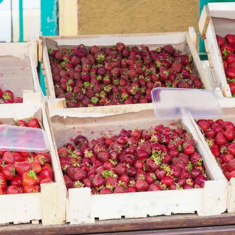 fresas-tipos