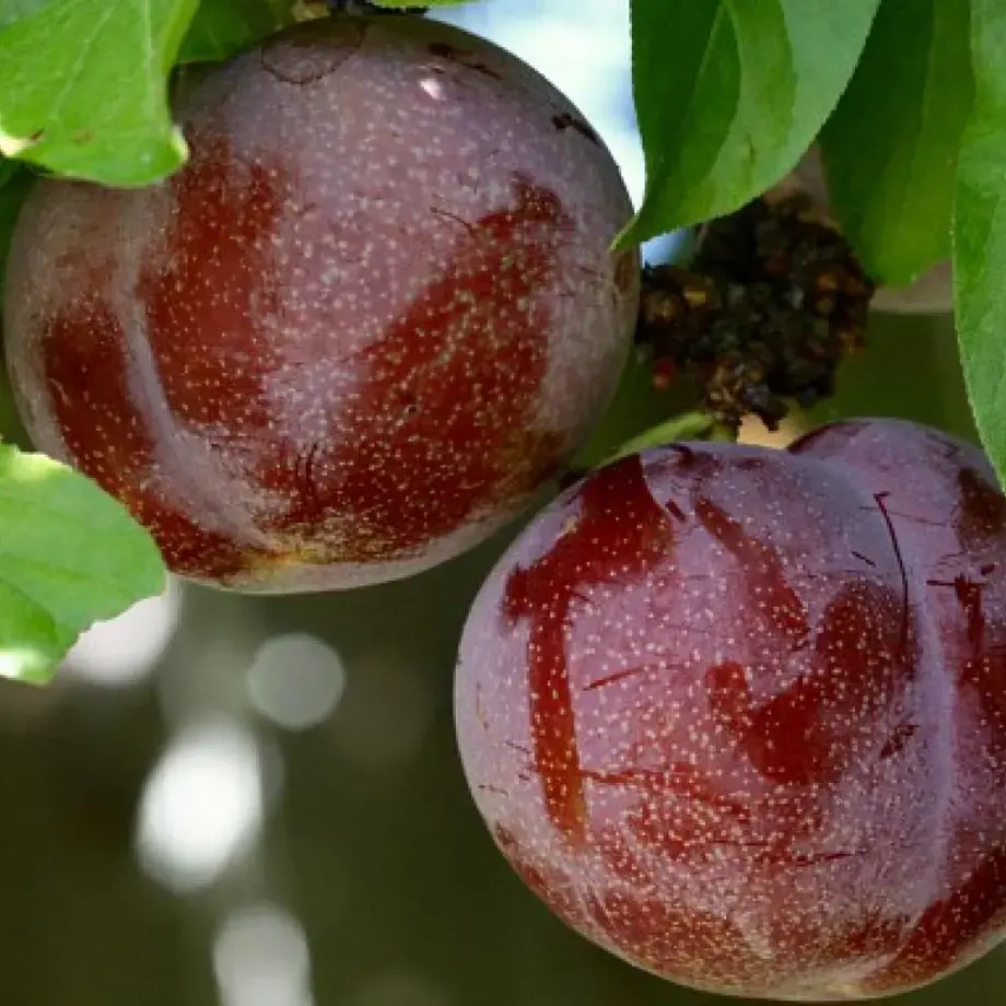 Pluot