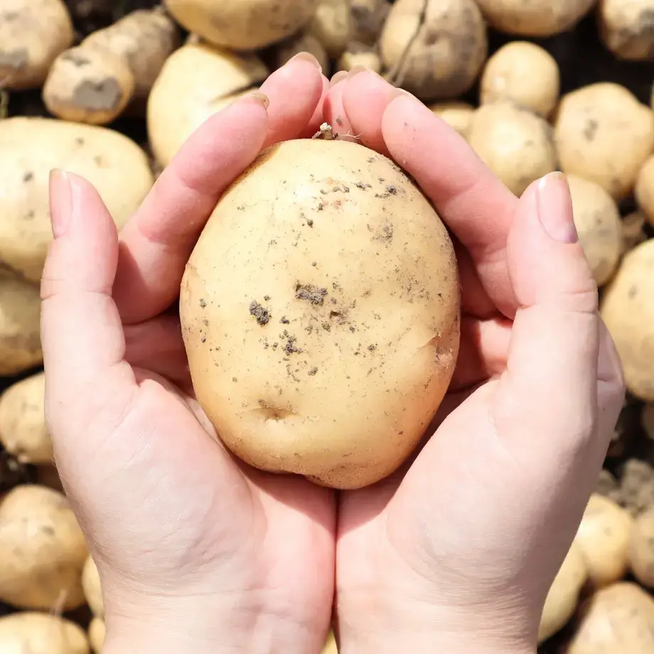 cómo-conservar-patatas