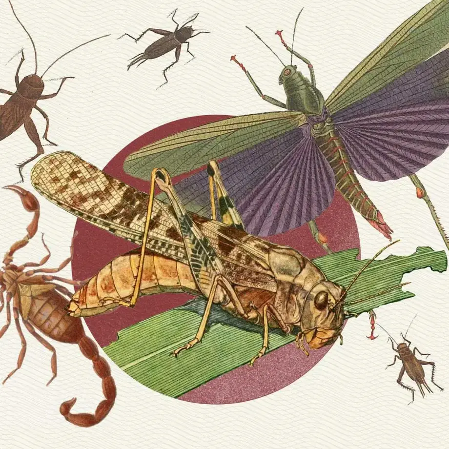 Insectos comestibles