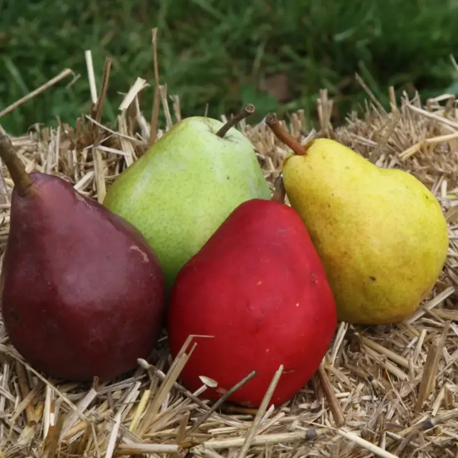 Diez variedades diferentes de peras y cómo comerlas