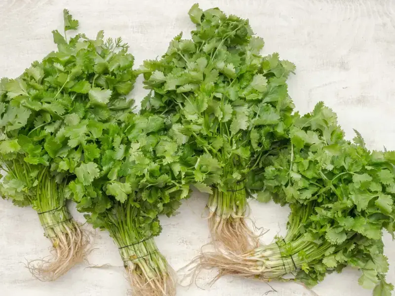 Cilantro