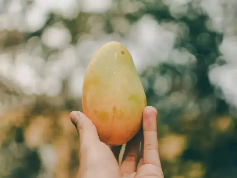 Homenaje de los chefs a los mangos: descubre cómo cocinan con mangos los chefs