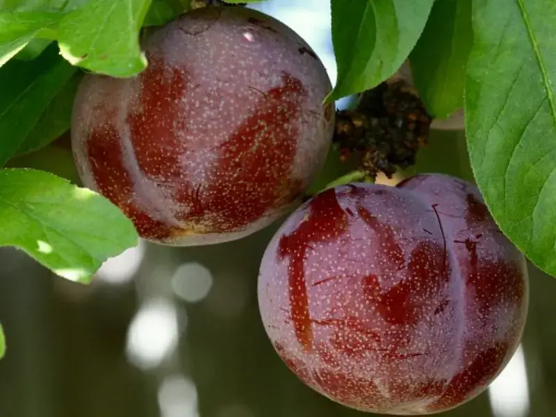 Pluot