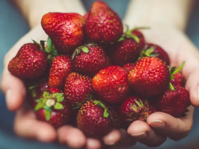 Fruta roja fresas