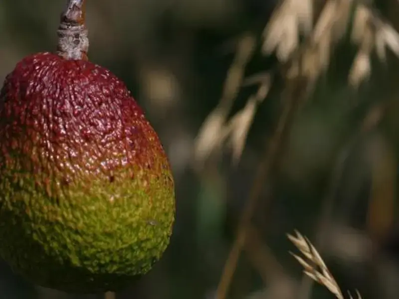 variedades de palta - Finedininglovers