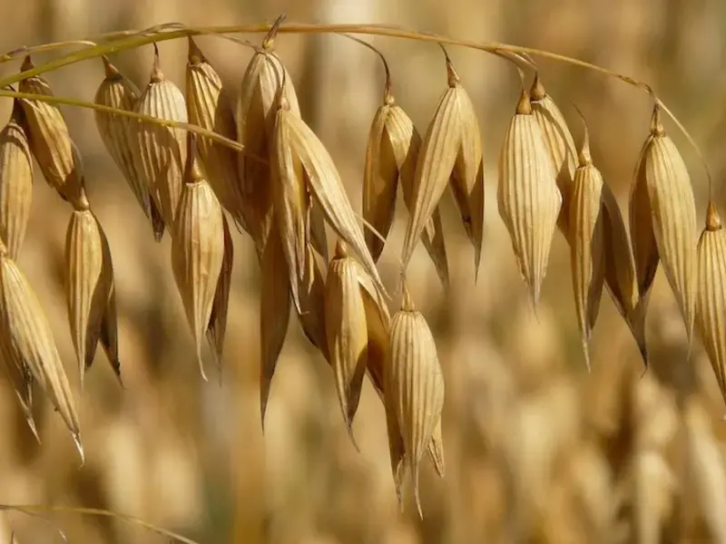 Avena