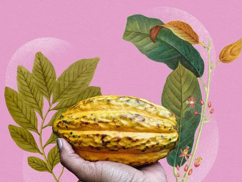 plantacion cacao refugio mujeres costa rica