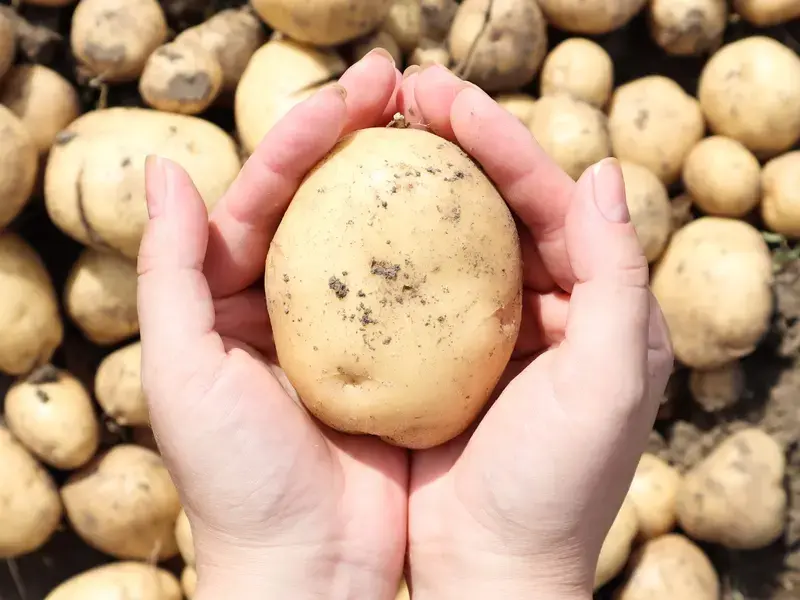 cómo-conservar-patatas
